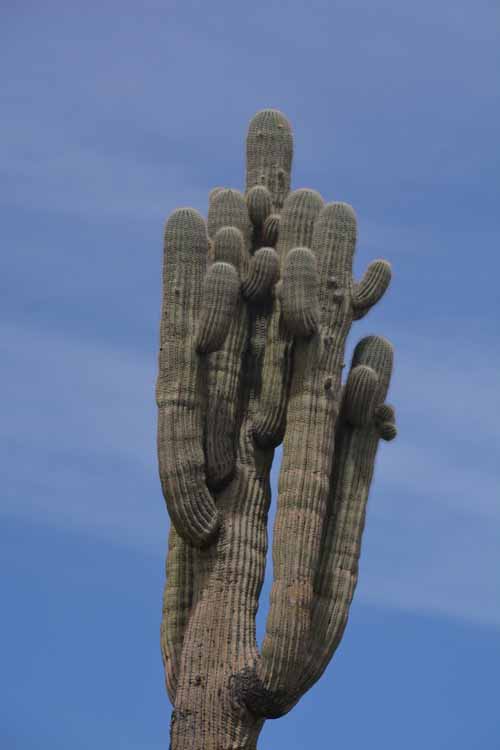 saguaro